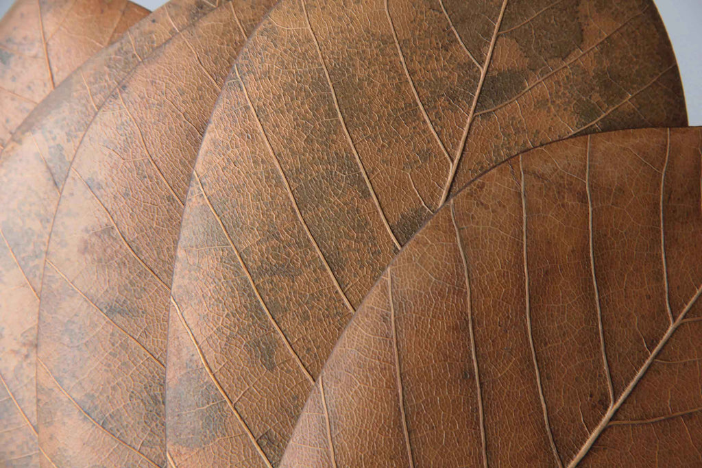 Japanese craft, natural leaf plate. Close up photo showing beautiful leaf grains.